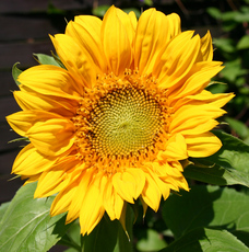 Blumen-Pflanzen
